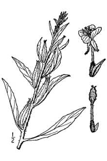 <i>Oenothera pycnocarpa</i> Atk. & Bartlett