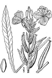 <i>Oenothera biennis</i> L. var. oakesiana A. Gray