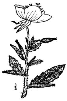 <i>Oenothera pallida</i> Lindl. ssp. latifolia (Rydb.) Munz