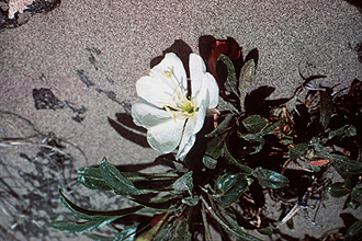 <i>Oenothera cespitosa</i> Nutt. var. psammophila (A. Nelson & J.F. Macbr.) Munz, orth. var