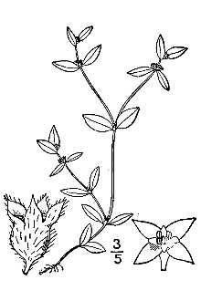 <i>Oldenlandia fasciculata</i> (Bertol.) Small