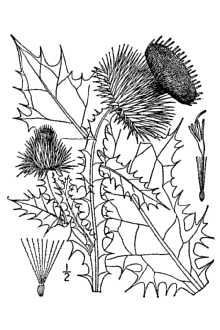 <i>Onopordum acanthium</i> L. ssp. acanthium