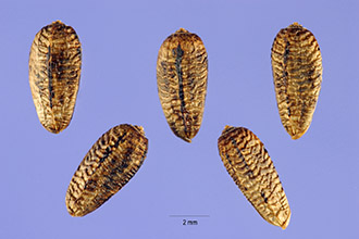 <i>Onopordum acanthium</i> L. ssp. acanthium