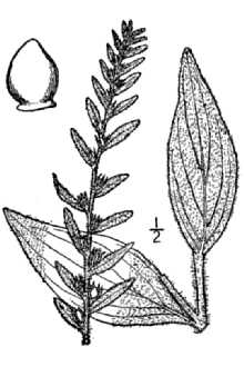 <i>Onosmodium molle</i> Michx. var. hispidissimum (Mack.) Cronquist