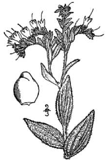 <i>Onosmodium molle</i> Michx. ssp. bejariense (DC. ex A. DC.) Cochrane
