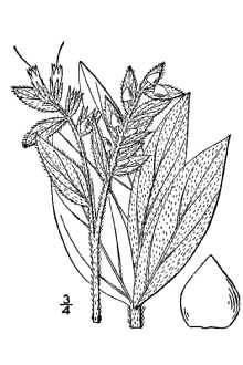 <i>Onosmodium molle</i> Michx. ssp. occidentale (Mack.) Cochrane
