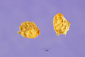 <i>Hedysarum onobrychis</i> L.