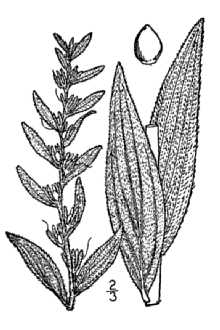 <i>Onosmodium molle</i> Michx. ssp. subsetosum (Mack. & Bush) Cochrane