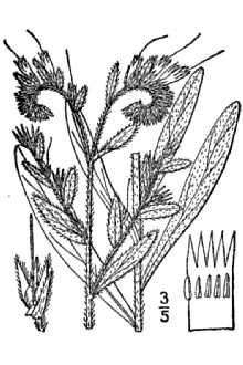<i>Onosmodium virginianum</i> (L.) A. DC. var. hirsutum Mack.
