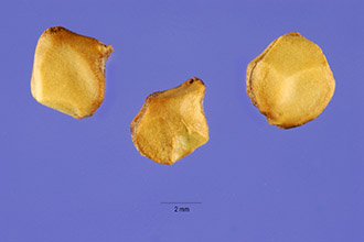 <i>Opuntia acanthocarpa</i> Engelm. & J.M. Bigelow var. acanthocarpa