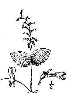 <i>Neottia auriculata</i> (Wiegand) Szlach.