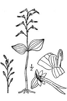 <i>Ophrys australis</i> (Lindl.) House
