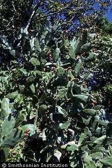 <i>Cactus cochenilliferus</i> L.