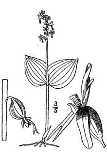 <i>Ophrys cordata</i> L.