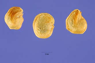 <i>Opuntia compressa</i> J.F. Macbr.