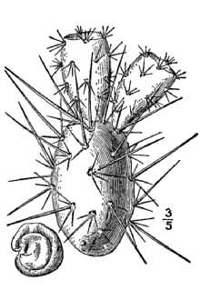 <i>Cactus fragilis</i> Nutt.