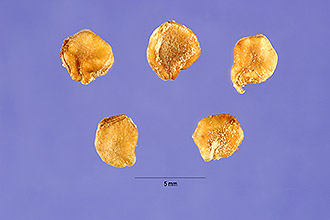 <i>Opuntia fulgida</i> Engelm.