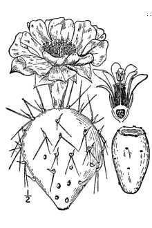 <i>Opuntia compressa</i> J.F. Macbr. var. fuscoatra (Engelm.) D. Weniger, nom. nud.