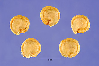 <i>Opuntia compressa</i> J.F. Macbr. var. microsperma (Engelm. & J.M. Bigelow) L.D. Benso
