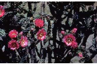 <i>Opuntia arborescens</i> Engelm.