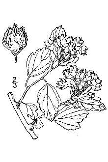 <i>Physocarpus intermedius</i> (Rydb.) C.K. Schneid.
