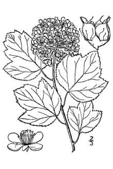 <i>Spiraea opulifolia</i> L.