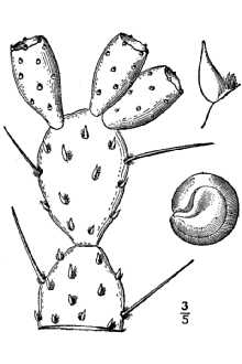 <i>Opuntia opuntia</i> (L.) Karst., nom. inval.
