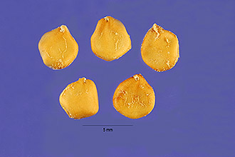 <i>Opuntia spinosior</i> (Engelm.) Toumey