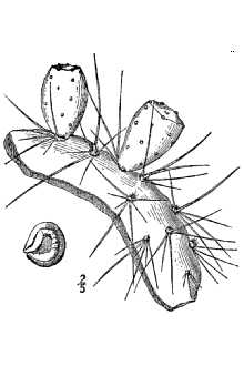 <i>Opuntia compressa</i> J.F. Macbr. var. macrorhiza (Engelm.) L.D. Benson