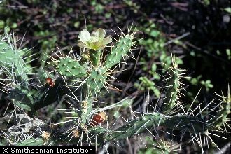 <i>Cactus triacanthus</i> Willd.