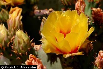 <i>Opuntia violacea</i> Engelm. var. castetteri L.D. Benson