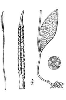 <i>Ophioglossum vulgatum</i> L. var. pycnostichum Fernald