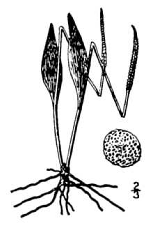 <i>Ophioglossum vulgatum</i> L. var. pseudopodum (S.F. Blake) Farw.