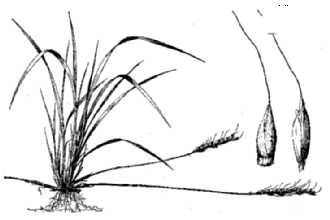 Roughleaf Ricegrass