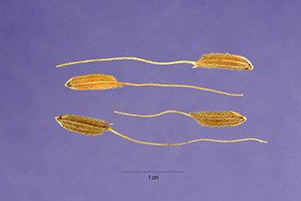 <i>Oryza breviligulata</i> A. Chev. & Roehr.