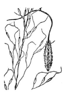 <i>Piptatherum canadense</i> (Poir.) Dorn
