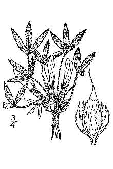 <i>Astragalus caespitosus</i> (Nutt.) A. Gray