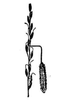 <i>Oryzopsis exigua</i> Thurb.