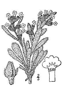 <i>Oreocarya fulvocanescens</i> (S. Watson) Greene