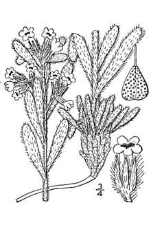 <i>Oreocarya celosioides</i> Eastw.