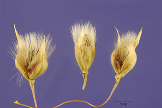 <i>Oryzopsis hymenoides</i> (Roem. & Schult.) Ricker ex Piper