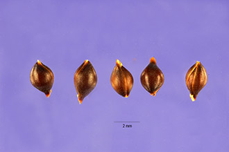 <i>Oryzopsis hymenoides</i> (Roem. & Schult.) Ricker ex Piper