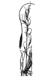 <i>Oryzopsis kingii</i> (Bol.) Beal