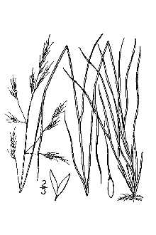 Littleseed Ricegrass