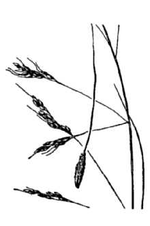 Littleseed Ricegrass