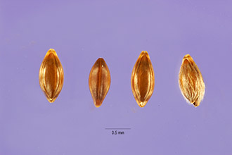 <i>Oryzopsis micrantha</i> (Trin. & Rupr.) Thurb.