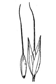 <i>Agrostis miliacea</i> L.
