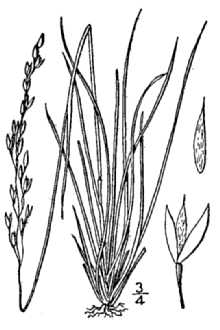 Mountain Ricegrass