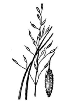<i>Piptatherum pungens</i> (Torr. ex Spreng.) Dorn