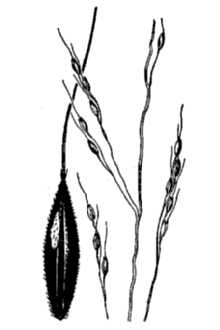 Blackseed Ricegrass